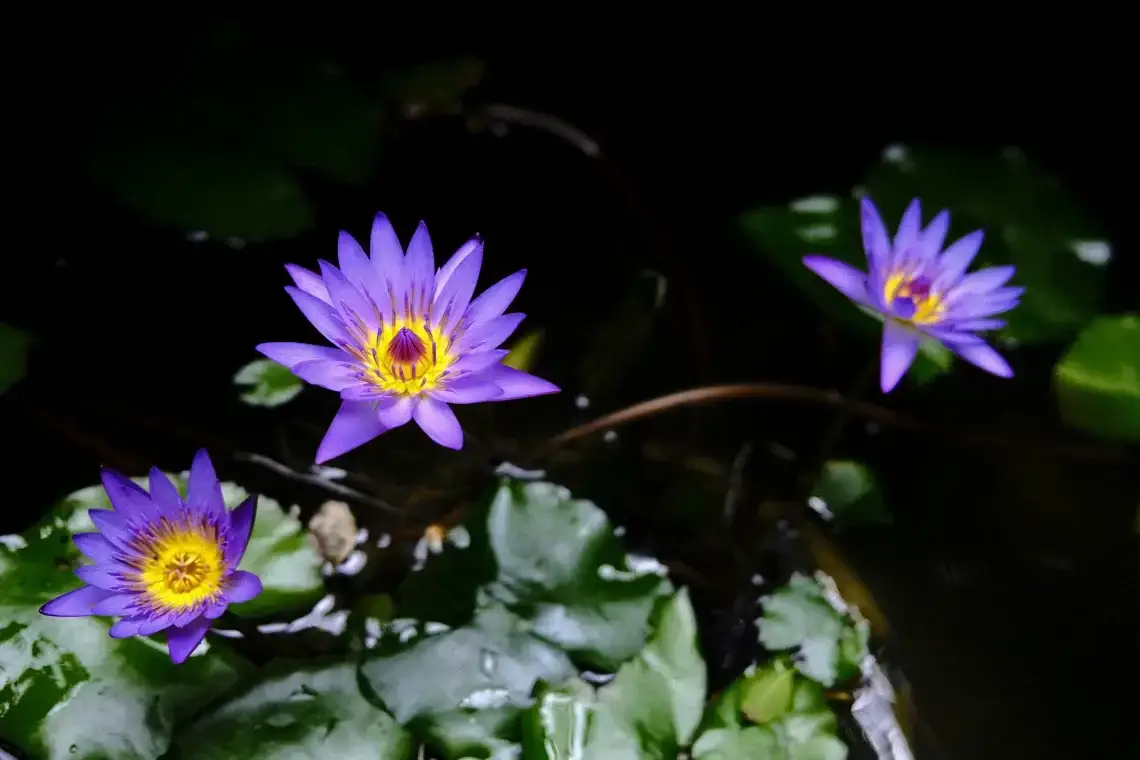 Âme choisit épreuves avant naissance sophro-analyse mémoires incarnation karma